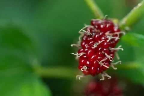 Mulberry fruit on tree Fotos Stock