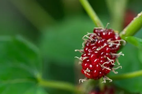 Mulberry fruit on tree Fotos Stock