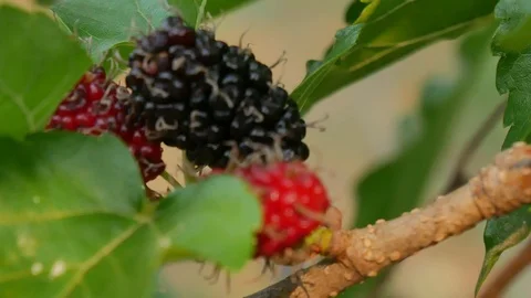 Mulberry fruit on trees. Stock Footage 106015045