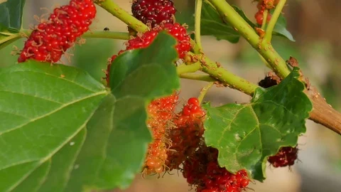 Mulberry fruit on trees. Stock Footage 106016241