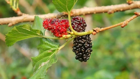 Mulberry fruit on trees. Stock Footage 106105399