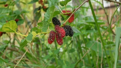 Mulberry fruit on trees. Stock Footage 106105497