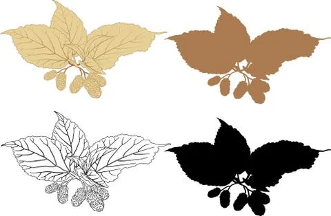 Mulberry Stock Illustration