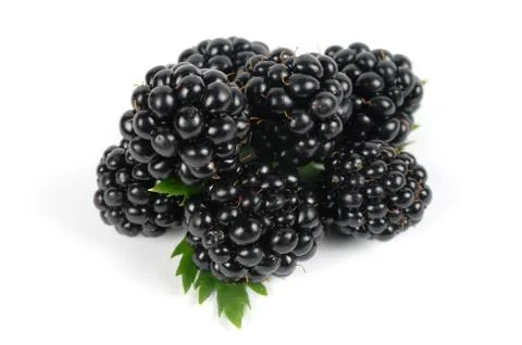 Mulberry isolated Stock Photos