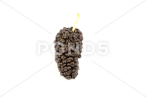 Mulberry isolated on a white background Stock Photos