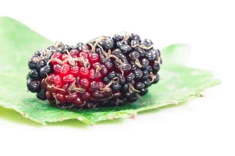 Mulberry isolated on white background Stock Photos