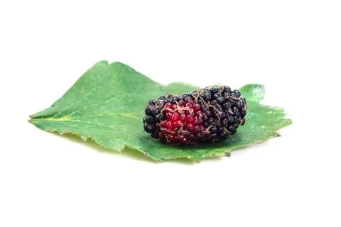 Mulberry isolated on white background Stock Photos