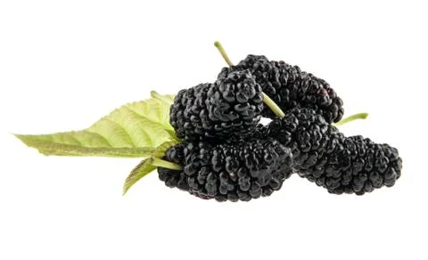 Mulberry isolated on white background Stock Photos