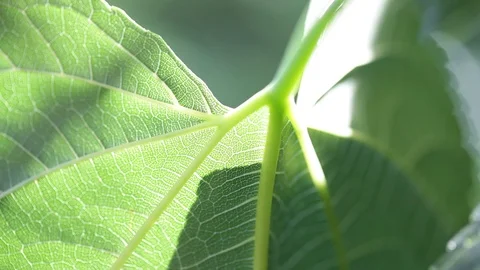 Mulberry leaf detail Stock Footage 85638732