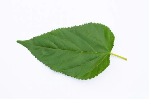 The Mulberry leaf isolate on a white background Stock Photos