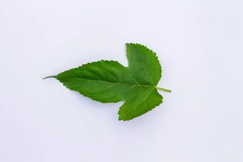 Mulberry leaf isolate on white background Stock Photos