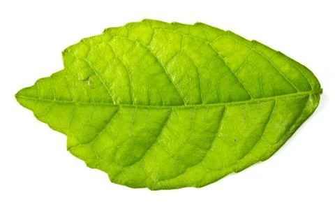 Mulberry leaf isolated on a white Stock Photos
