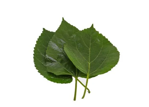 Mulberry leaf nature background Stock Photos