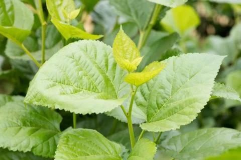 Mulberry leaf Stock Photos