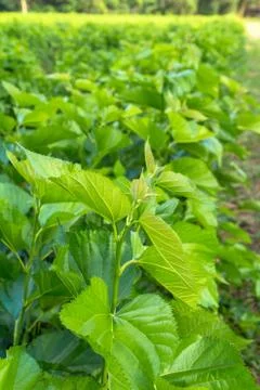 Mulberry leaf tree at field Stock Photos