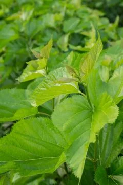 Mulberry leaf tree at field. Stock Photos