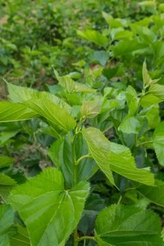 Mulberry leaf tree at field. Stock Photos