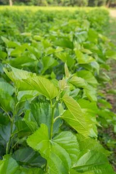Mulberry leaf tree at field. Stock Photos