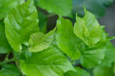 Mulberry leaf on tree Fotos Stock