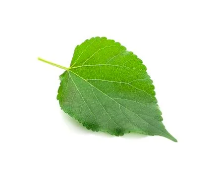 Mulberry leaf on white background. Stock Photos