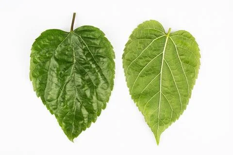 Mulberry leaf on a white background. Stock Photos