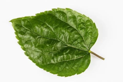 Mulberry leaf on a white background. Stock Photos