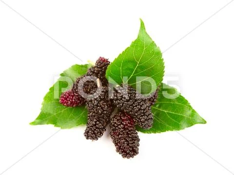 Mulberry with leaves isolated on a white background Stock Photos