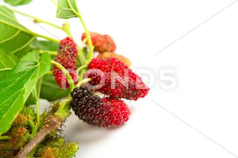 Mulberry with leaves isolated on a white background Stock Photos