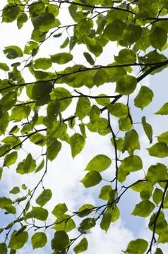 Mulberry leaves Stock Photos