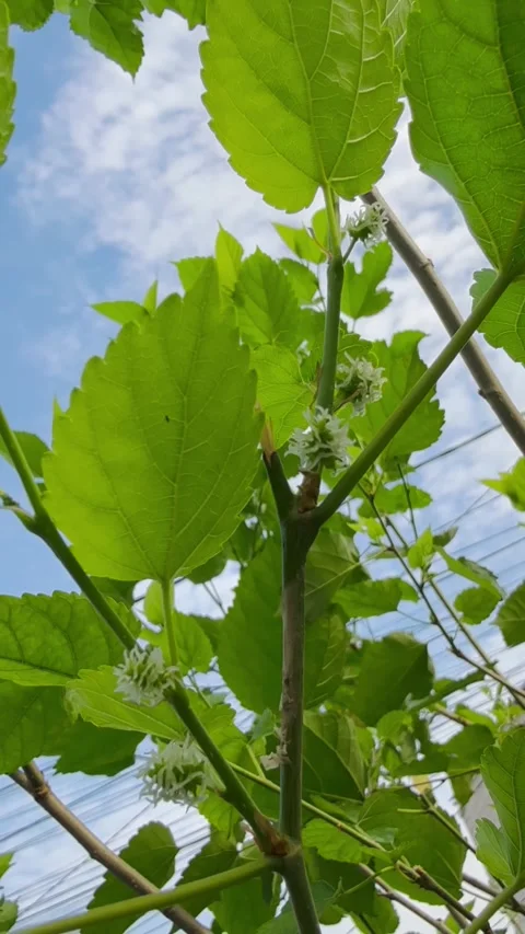 Mulberry Morus After Pollination Stock Footage 339771939