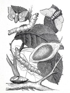 Mulberry moth silk moth in its individual developmental forms Historical Illustrazione stock