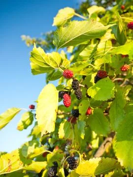 Mulberry Stock Photos