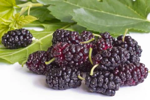 Mulberry Stock Photos