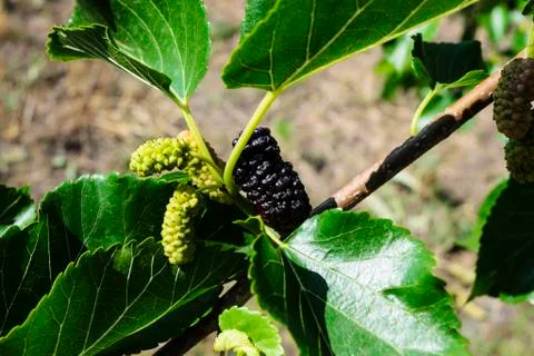 Mulberry Stock Photos