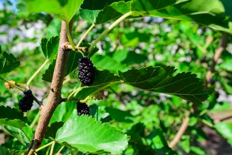 Mulberry Stock Photos