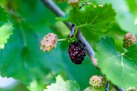 Mulberry 스톡 사진