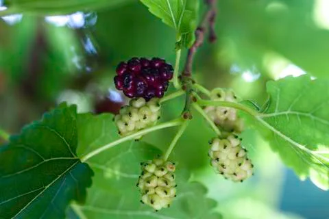 Mulberry Stock Photos
