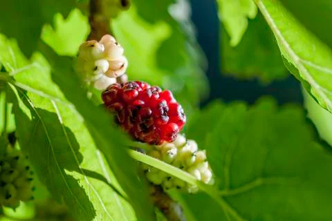 Mulberry 스톡 사진