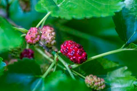 Mulberry Foto stock