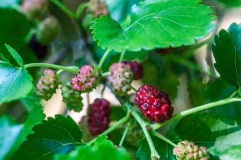 Mulberry Stock Photos