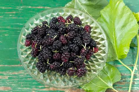 Mulberry Foto stock