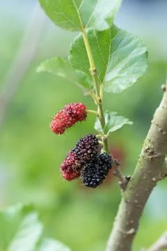 Mulberry Stock Photos