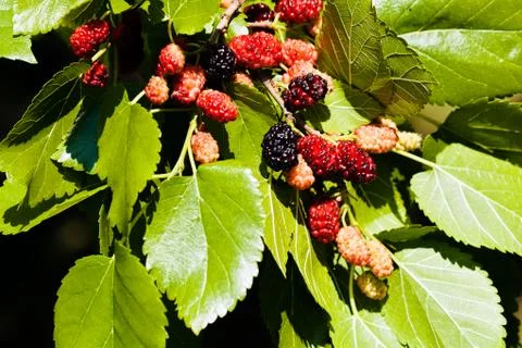Mulberry Stock Photos