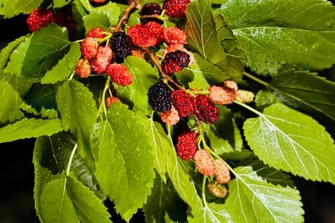 Mulberry Stock Photos