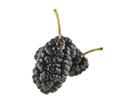 Mulberry Stock Photos