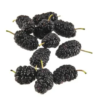 Mulberry Stock Photos