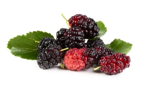 Mulberry Stock Photos