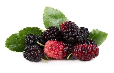 Mulberry Stock Photos