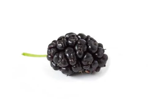 Mulberry Stock Photos
