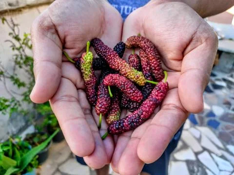 Mulberry Stock Photos